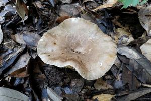 鸡西治疗妇科的中药有哪些(鸡西治疗妇科的中药有哪些药) 鸡西治疗妇科的中药有哪些(鸡西治疗妇科的中药有哪些药)